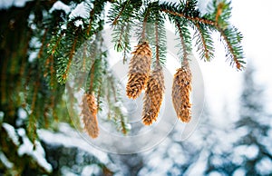 Green frozen spruce branches with beautiful cones