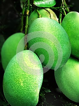 Green fruit