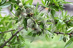 Green fruit of an almond tree