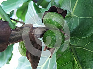 Green fruit ficus lyrata moraceae