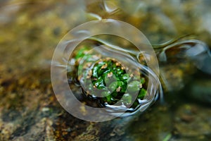 Green fruit floating in a stream