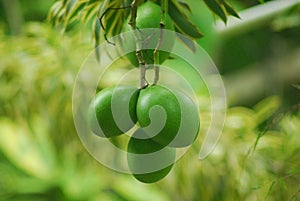 Green fruit at the garden stock image