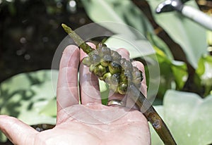 Green fruit of the Golden Club Neverwet plant