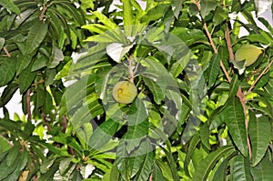 Green fruit growing and ripening on the Pouteria campechiana tree