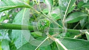 Verde de saludable planta en Bosque 