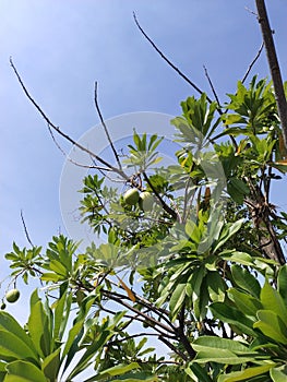 green fruit I don& x27;t know what it& x27;s called