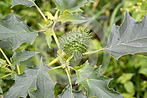 Green fruit with the leaves of the durman Indian harmless Datura inoxia Mill., a major plan