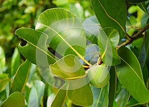 Green Fruit and Leaves of Mangrove Tree