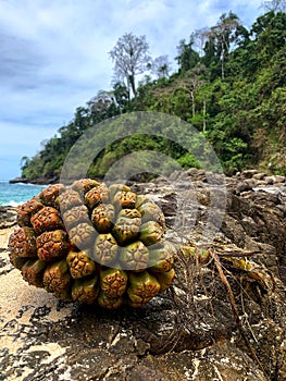 Green fruit Pandanus tectorius or Pandanus odoratissimus on the beach near the sea photo