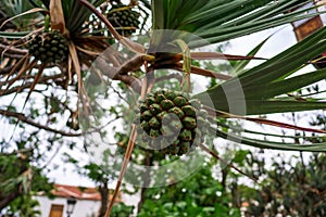 The green fruit of Pandanus utilis