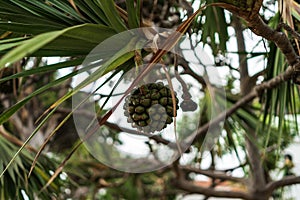 The green fruit of Pandanus utilis