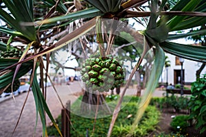 The green fruit of Pandanus utilis