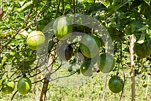 green fruit of Passion Fruit