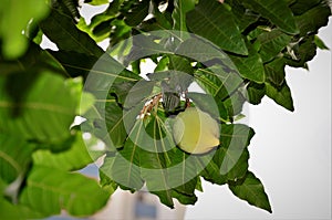 Green fruit of Pouteria campechiana growing on the tree