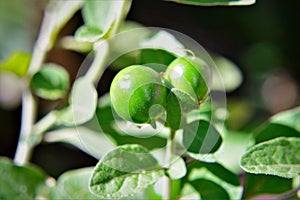 The green fruit of Solanum pseudocapsicum in the pot photo