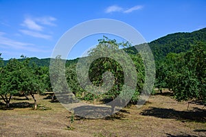 Green fruit trees