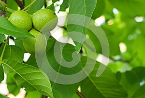 The green fruit of walnut