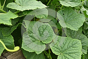 A Green Fruitless Cucumber Plant in a Greenhouse