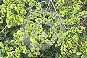 Green fruits of an elm stocky Ulmus pumila L., background