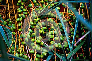 Green fruits hanging from palm tree