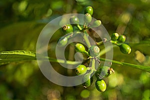 Green Fruits of Mussaenda frondosa