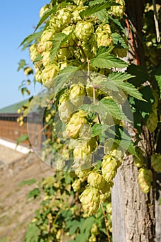 Green fruits of the plant Humulus lupulus.