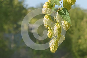 Green fruits of the plant Humulus lupulus. Hops are used in brewing, decorative gardening, pharmaceuticals, and cosmetology.