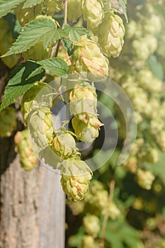 Green fruits of the plant Humulus lupulus. Hops are used in brewing, decorative gardening, pharmaceuticals, and cosmetology.