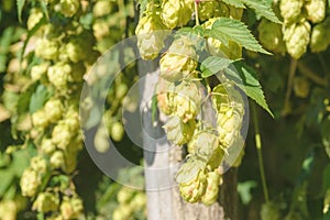 Green fruits of the plant Humulus lupulus. Hops are used in brewing, decorative gardening, pharmaceuticals, and cosmetology.