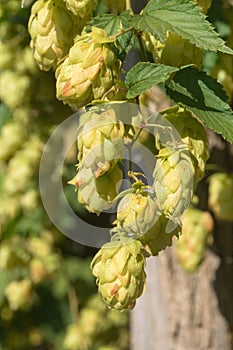 Green fruits of the plant Humulus lupulus.Hops are used in brewing, decorative gardening, pharmaceuticals, and cosmetology.