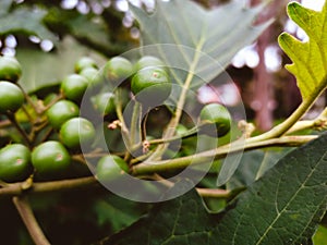 Green fruits on a tree in a park