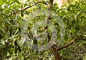 Green fruits walnut grows and matures among leaves