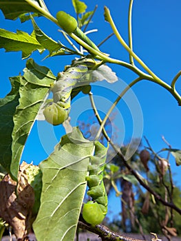 Green fruitworms