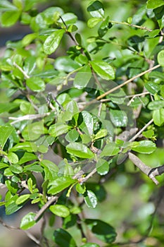 Green fukien tea leaves in nature garden