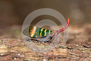 Green Fulgoris Planthopper