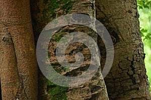 The green fungus on the big banyan tree