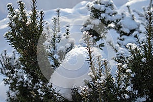 Green fur covered with snow