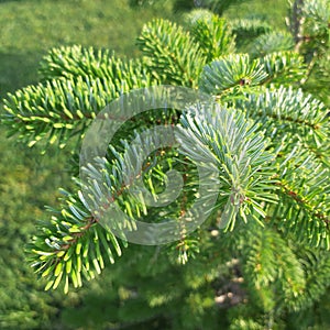 Green furtree branches