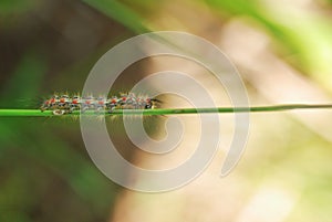 Green fuzzy caterpillar on small branch