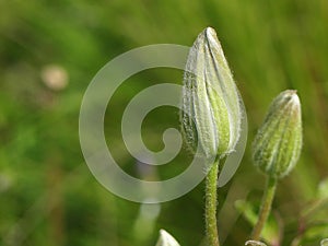 Green Fuzzy Clematis Buds Before Flowering