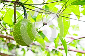 Green Gac fruit, Spring Bitter Cucumber or Momordica Cochinchinensis Spreng.