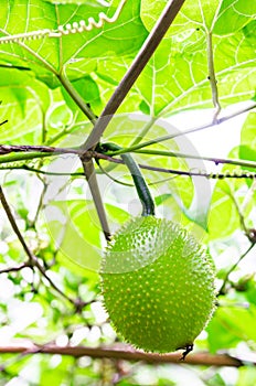 Green Gac fruit, Spring Bitter Cucumber or Momordica Cochinchinensis Spreng.