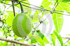 Green Gac fruit, Spring Bitter Cucumber or Momordica Cochinchinensis Spreng.