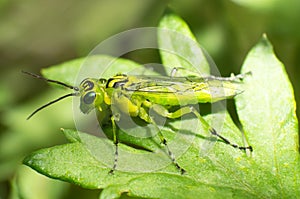 Green gadfly