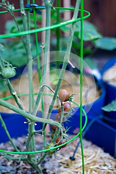 Green galvanized tomato cage holds cluster of black cherry tomatoes plant growing in container with thick mulch layer at homestead