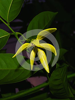 The green garavae flowers are preparing to turn yellow and emit a faint scent.