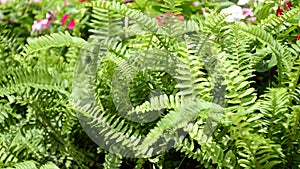 Green garden background of Fishbone Fern.