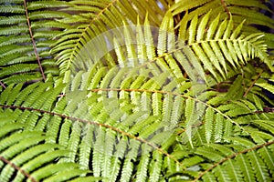 Green garden background of Fishbone Fern or Sword Fern.