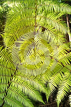 Green garden background of Fishbone Fern or Sword Fern.