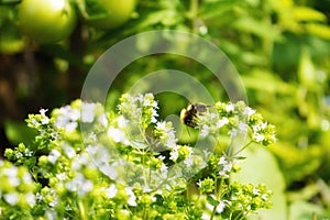 green garden beautiful flowers bumblebee